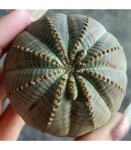 Amazon｜多肉植物：ユーフォルビア オベサ M*｜観葉植物