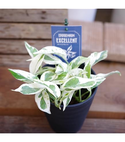 Amazon｜ブラヘアアルマータ 抜き苗｜観葉植物 オンライン通販