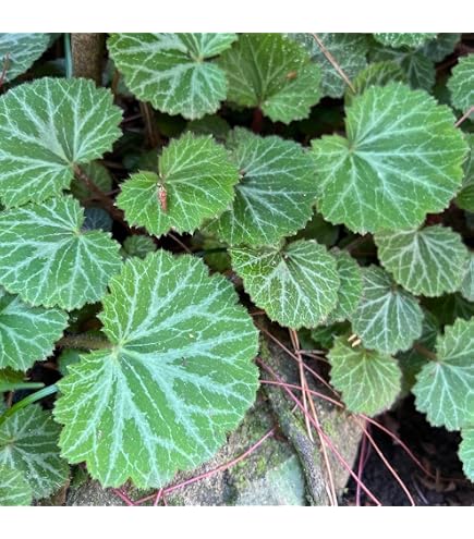 Amazon.co.jp: 着生植物のアレンジにも最高！八房姫ユキノシタ見計らい