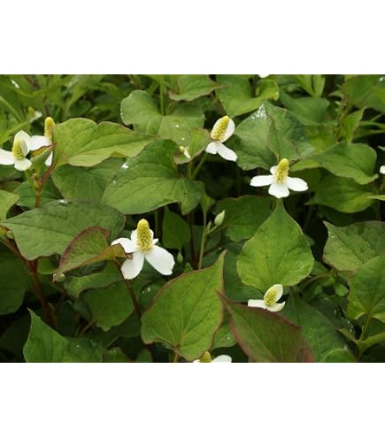 Amazon | 八重咲き 十薬(ドクダミ) 4号鉢植え 珍しい八重 | 花