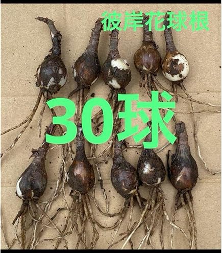 Amazon.co.jp: リコリス 球根 混合 4球 【 お徳用 】 ヒガンバナ