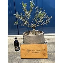 オリーブの木　盆栽 004オリーブ盆栽 小豆島オリーブ樹齢20年 | MSELECT OLIVE