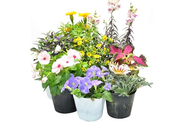 Amazon Co Jp 売れ筋ランキング 花の苗 の中で最も人気のある商品です