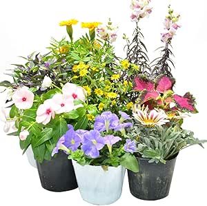 Amazon Co Jp 店長おまかせ 季節の花苗8個セット ガーデニング 園芸 寄せ植え 花 苗 Diy 工具 ガーデン