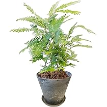 Amazon｜l'arbre blanc エバーフレッシュ ねむの木 観葉植物