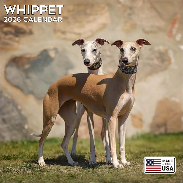 Amazon | Whippet Calendar 2026 Square Dog Breed Wall Calendar - 16