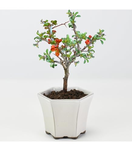 Amazon.co.jp: 盆栽 花芽付！皐月（サツキ）（日の丸）(4523) 【現品