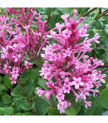 Amazon.co.jp: 家庭樹 落葉高木 ライラック 白花 4.5号(直径13.5cm