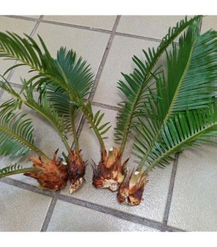 Amazon｜ソテツ 蘇轍 子株 新芽 苗 観葉植物 約30cm｜観葉植物