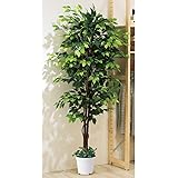 フェイクグリーン ベンジャミングリーン 180cm 1台 【 観葉植物 フェイクグリーン 大型 人工観葉植物 人工樹木 ストア・エキスプレス 】 61-752-67-1_8724-4300