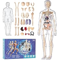 人体の世界 人体解剖模型 ジョシアン・ミニ 半券付き 71z48zLQJZL._UF350,350_QL50_.jpg