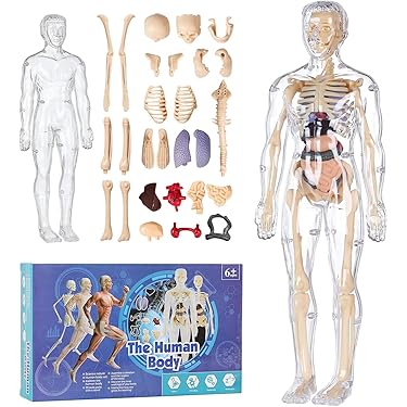 Amazon.co.jp 売れ筋ランキング: 人体模型・解剖モデル の中で最も人気