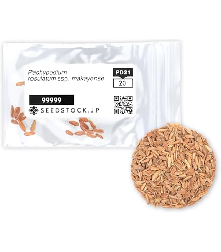 Amazon.co.jp: 【多肉植物／種子】Pachypodium Eburneum
