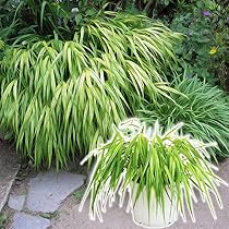 Amazon｜『風知草（フウチソウ）』斑入り葉4.5号鉢植え｜観葉
