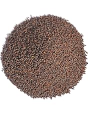 The Mustard Seeds☆Mustard Seeds 11042_1_98029f72-4514-407e-