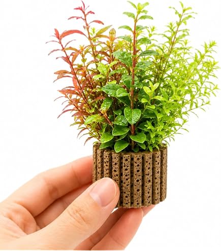 Amazon.co.jp: errer 根っこ付き水草 筆記体 植物標本 アンティーク