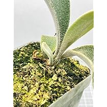 harma　ビカクシダAR x AR x AR spore ☆Botanical☆ ビカクシダAR x AR x AR spore Amazon.co.jp: 「初上陸