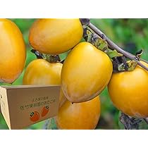 Amazon.co.jp: 柿 かき あたご柿 渋柿 干柿用渋柿 《佐竹果樹園の