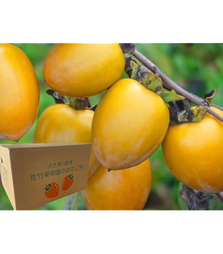 Amazon | 渋柿の苗木 愛宕柿（あたごがき）の苗木 13.5cmポット苗 接木