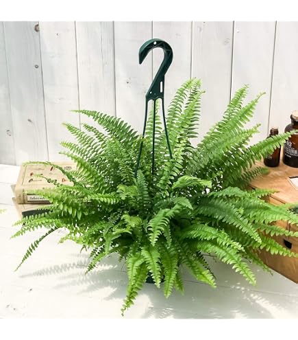 Amazon｜遊恵盆栽 観葉植物：ネフロレピス(タマシダ)：ボストンファン