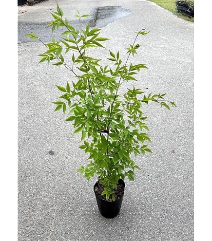 Amazon.co.jp: モンステラデリシオーサマクロコズム超希少系統鉢植え79
