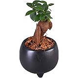 花のギフト社 ガジュマル ガジュマルの木 観葉植物 ミニ 本物 鉢植え がじゅまる ガジュマル鉢植え