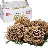 新潟県産 まいたけ 舞茸 (4株 約1.5kg) 無農薬 国産 ギフト きのこ 鍋 天ぷら マイタケ 冷凍保存可 いちまさ 一正蒲鉾