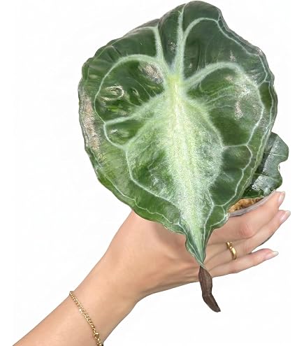 1 アロカシア マハラニ アルボ 白斑入り 芋あり？ 送料込み 1