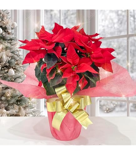 Amazon.co.jp: ポインセチア イエロールクス 3号ポット苗 3株セット 鉢