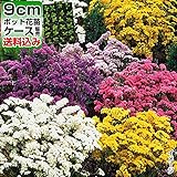 国華園　ケース花苗 スターチスミックス(無選別) 24株【※発送が国華園からの場合のみ正規品です】