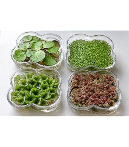 Amazon.co.jp: パキポ グラキリス バリバリ発根 現地株 塊根植物
