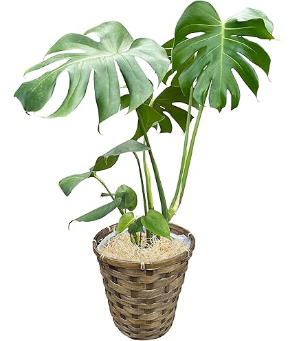 Amazon｜花のギフト社 モンステラ 鉢植え もんすてら 観葉 植物 7号