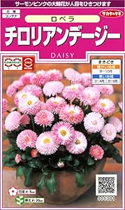 Amazon サカタのタネ 実咲花5301 チロリアンデージー ロベラ 花
