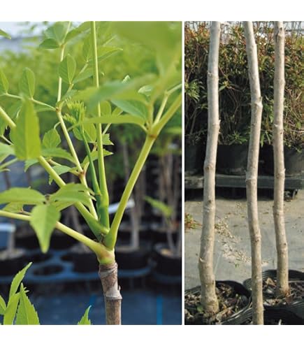 Amazon | とげなしタラの木(タラの芽)苗木 | 果物
