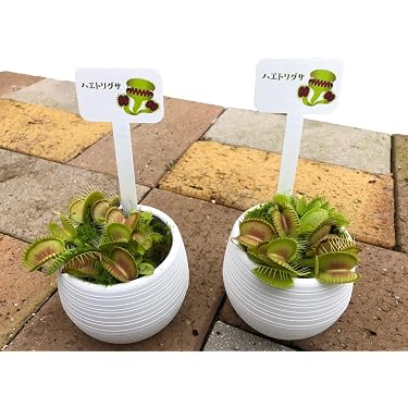 Amazon.co.jp 人気ギフトランキング: 室内食虫植物 で、ギフトの設定を