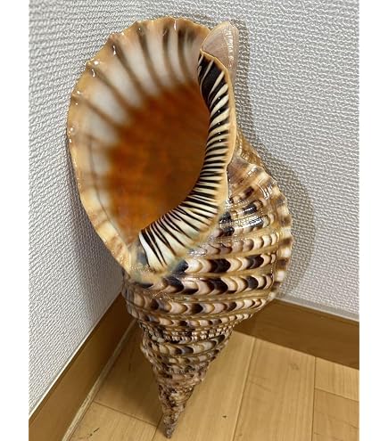 Amazon.co.jp: 綺麗な特大肉厚トウカムリ 法螺貝 ほら貝 ホラガイ O