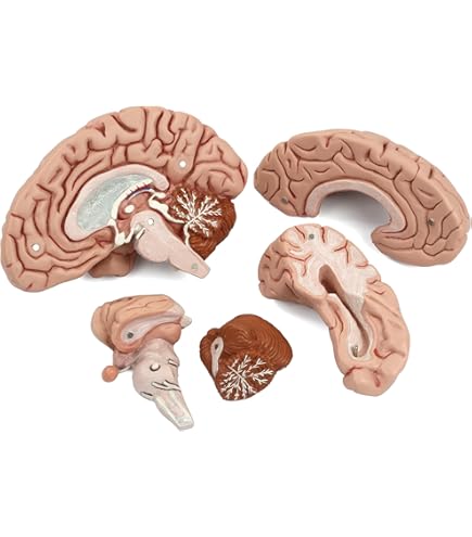 Amazon.co.jp: 体験脳模型成人男女平均脳重1300g 脳の重さが