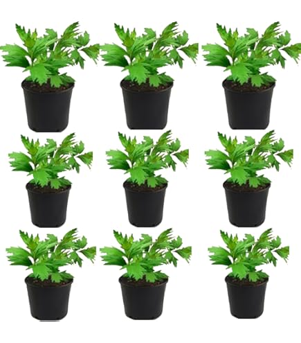 紅はるか苗200本➕10本 紅はるか苗 200本 正規苗販売取扱店 - メルカリ