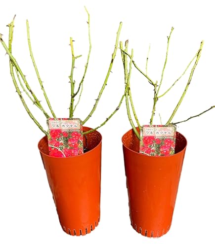 Amazon.co.jp: 《国産Aグレード品 バラ切り接ぎ用台木》 ノイバラ (5本