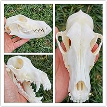 木彫 剣歯虎 ティラコスミルス 頭骨模型 1/2スケール Amazon.co.jp: 動物