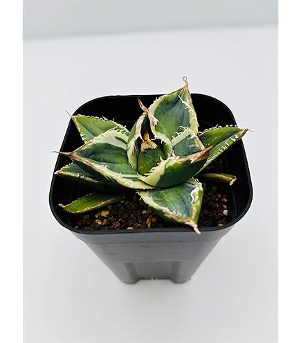Amazon｜アガベ チタノタ 麻花龍/Agave titanota 'Ma Hua Long'/観葉