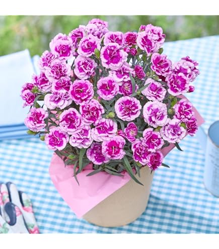 【中古】 花ことば Amazon.co.jp: ノーブランド品ペチュニア花ことば3.5号ポット苗3株