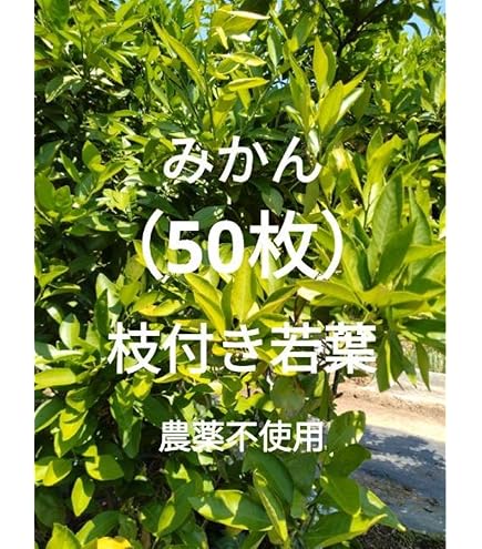 Amazon | 【屋久島産】アゲハ蝶 幼虫 餌 完全無農薬 みかんの葉っぱ 枝
