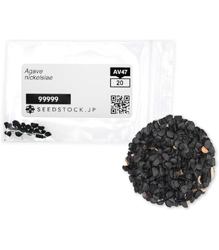 Amazon.co.jp: SEEDSTOCK リトープス ミックス Lithops 種子 1000粒