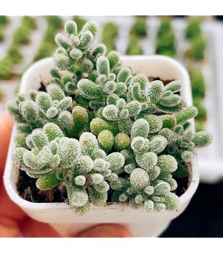 Amazon｜バイマックルーコブミカン・苗木苗 ต้นกล้ามะกรูด｜観葉植物
