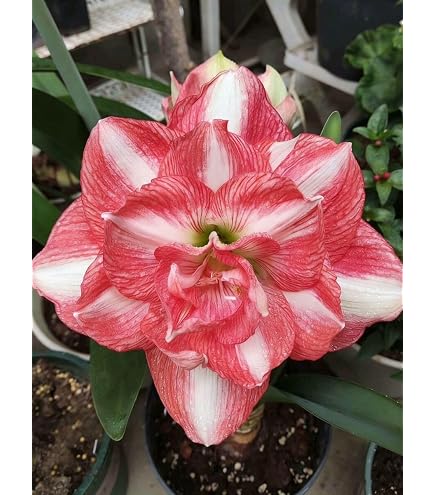 Amazon.co.jp: アマリリス 大輪八重咲き 白とオレンジ、珍しい 鉢植え