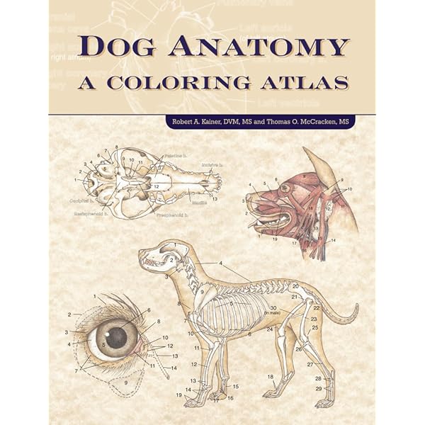 Canine rehabilitation 犬のリハビリテーション　希少本 Canine rehabilitation 犬のリハビリテーション 希少本 本