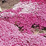 芝桜（シバザクラ）：ミックス24株セット（一平米分） ノーブランド品