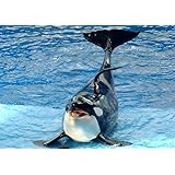 Amazon Co Jp 絵画風 壁紙ポスター はがせるシール式 シャチ オルカのジャンプ グランパス Killer Whale キャラクロ Orca 009w1 ワイド版 921mm 576mm 建築用壁紙 耐候性塗料 ホビー 通販
