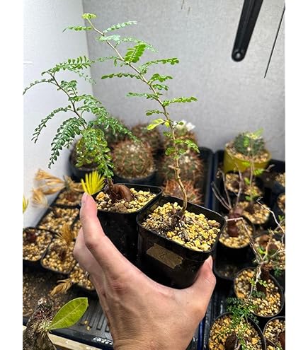 Amazon｜オペルクリカリア パキプス 実生4年｜観葉植物 オンライン通販